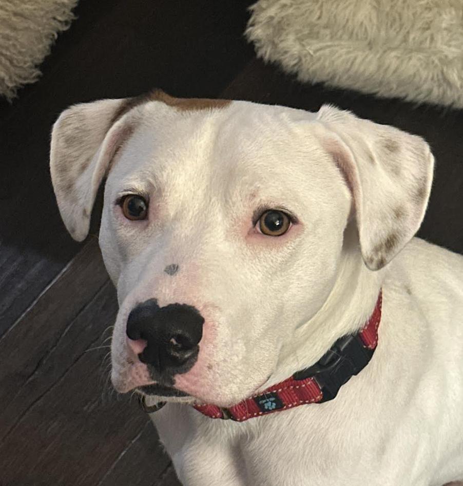 Oliver, a ADOPTABLE mixed breed in Woburn, MA image 5/6