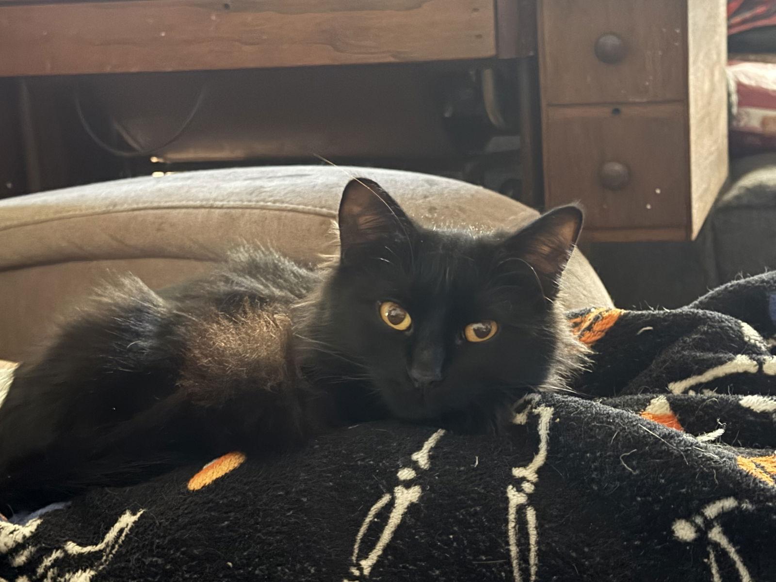 Enlarge Cinder, a Adopted mixed breed in MONTGOMERY, TX image 1/1