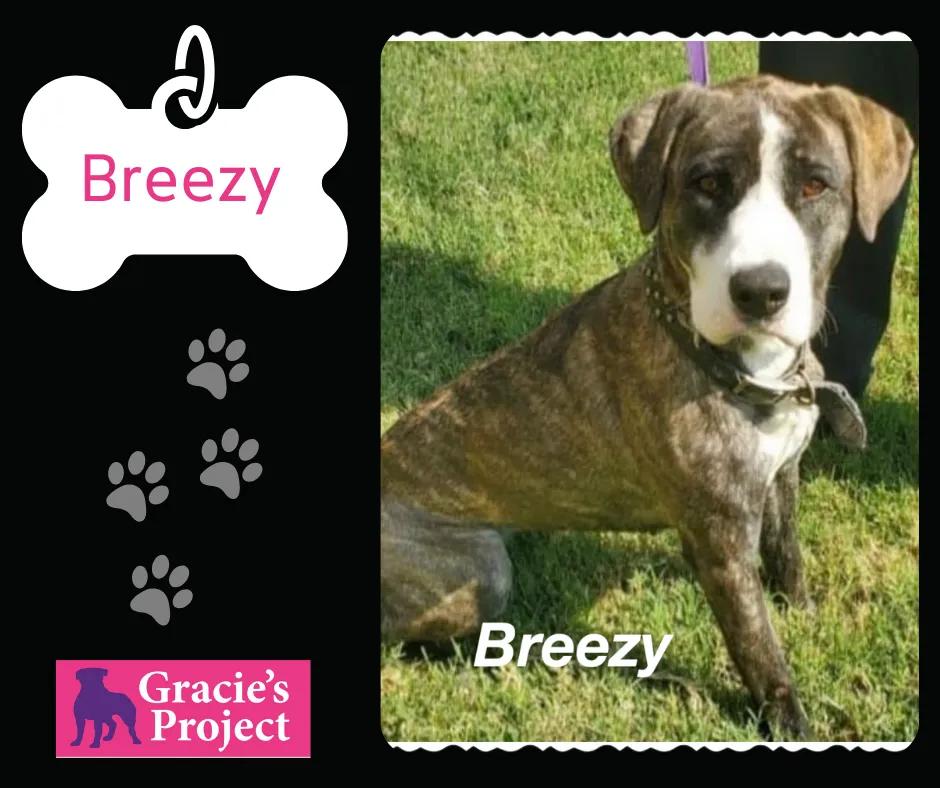 Breezy, Adoptable, Adult Female Catahoula Leopard Dog.