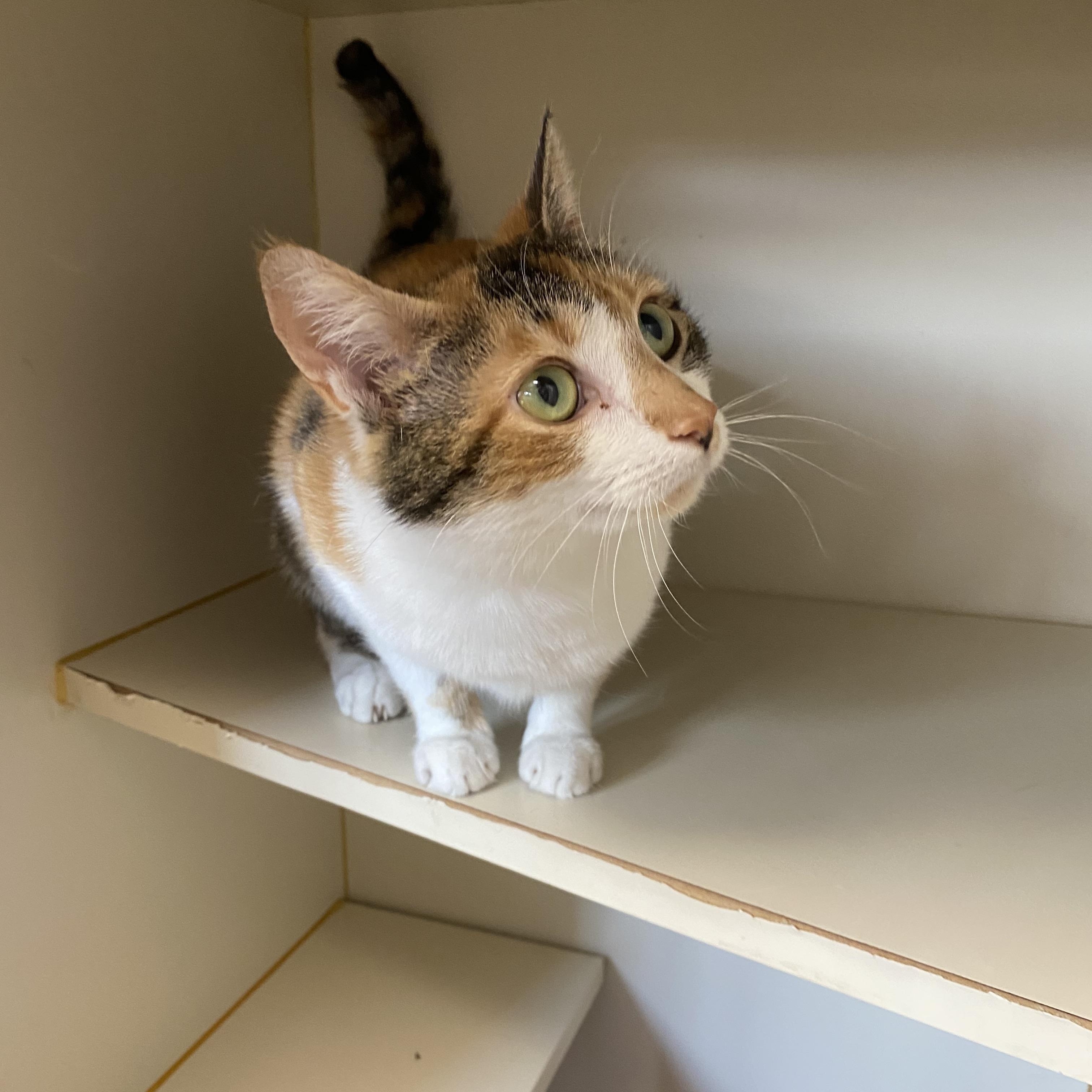 Enlarge Florrie, a ADOPTABLE Domestic Short Hair in Somerset, NJ image 3/3