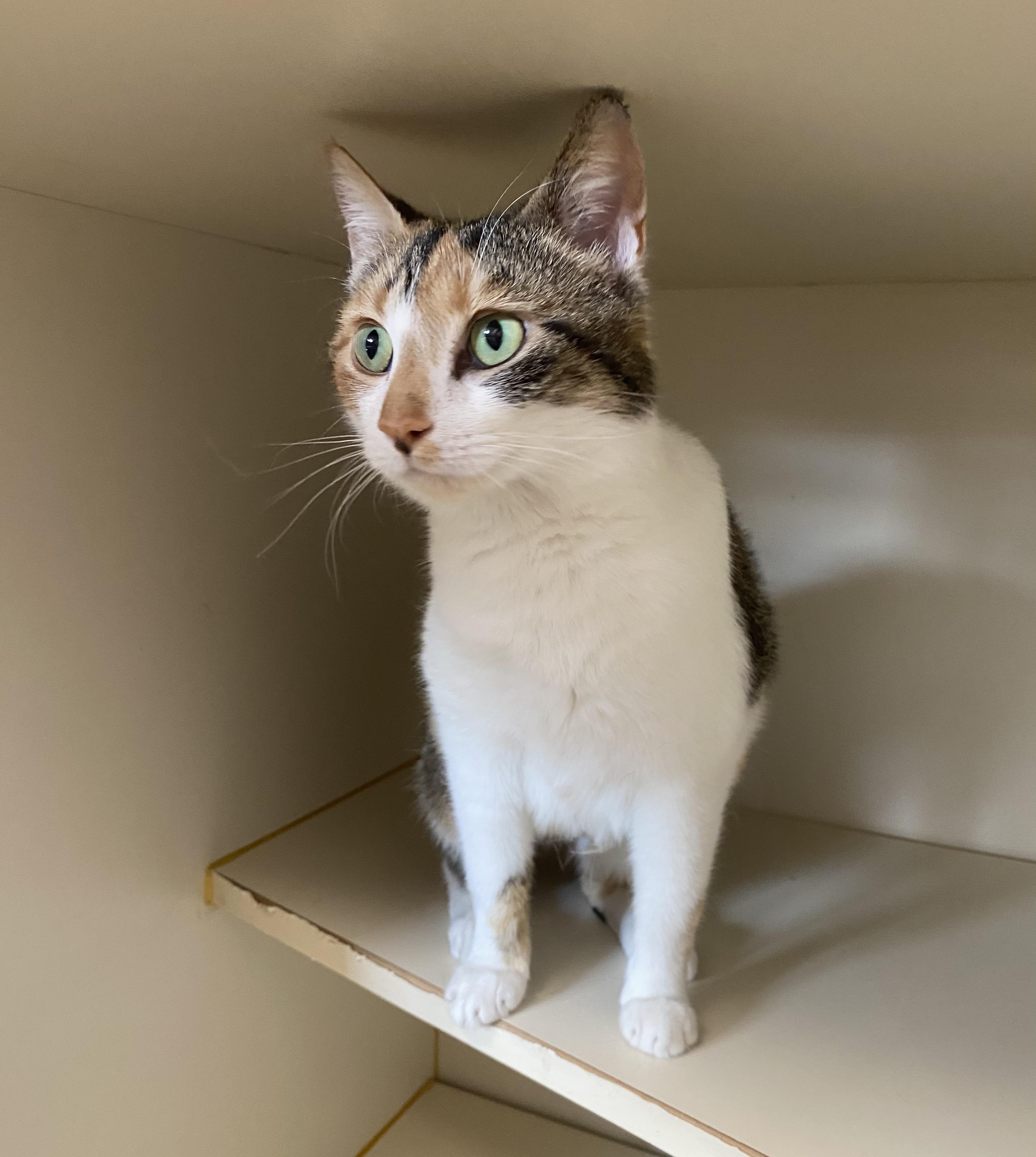 Enlarge Florrie, a ADOPTABLE Domestic Short Hair in Somerset, NJ image 2/3