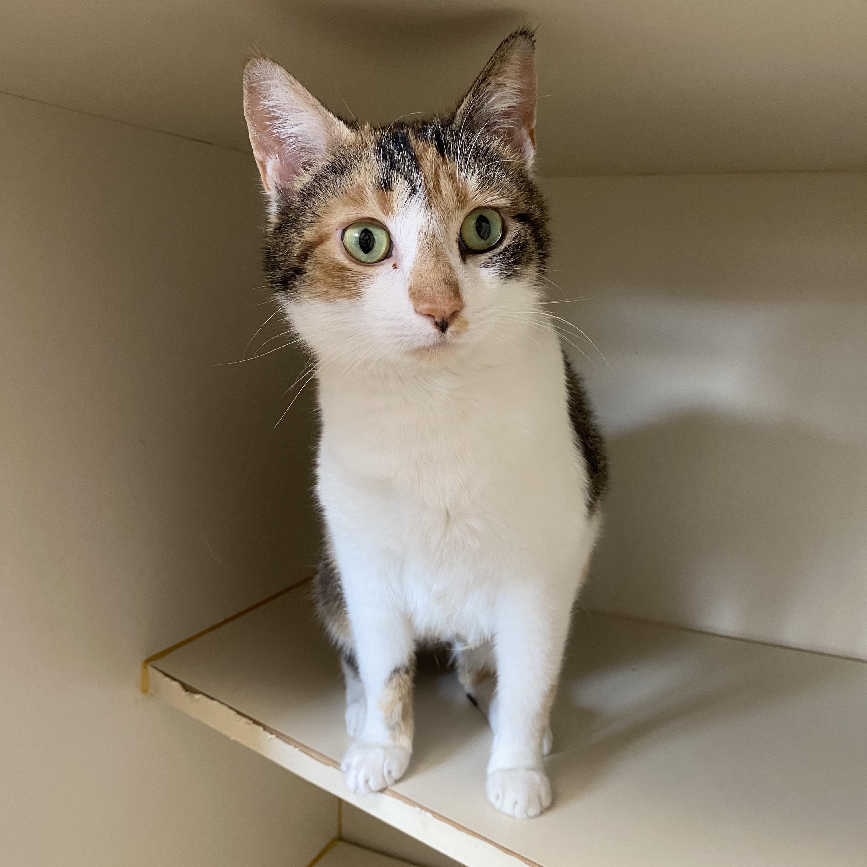 Florrie, ADOPTABLE, Adult Female Domestic Short Hair.