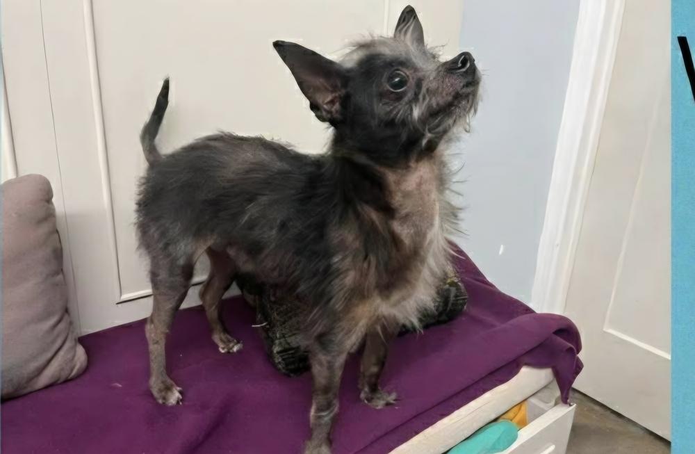 Lil Duke, Adoptable, Adult Male Yorkshire Terrier.