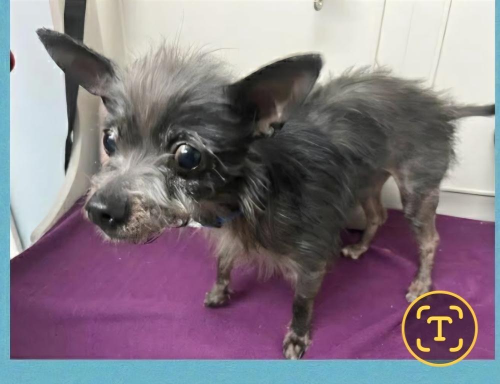 Enlarge Lil Duke, a Adoptable Yorkshire Terrier in Aurora, IN image 2/6