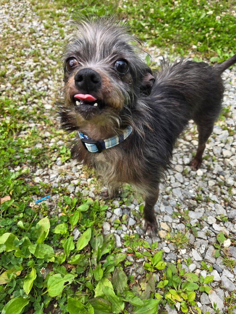Enlarge Lil Duke, a Adoptable Yorkshire Terrier in Aurora, IN image 3/6