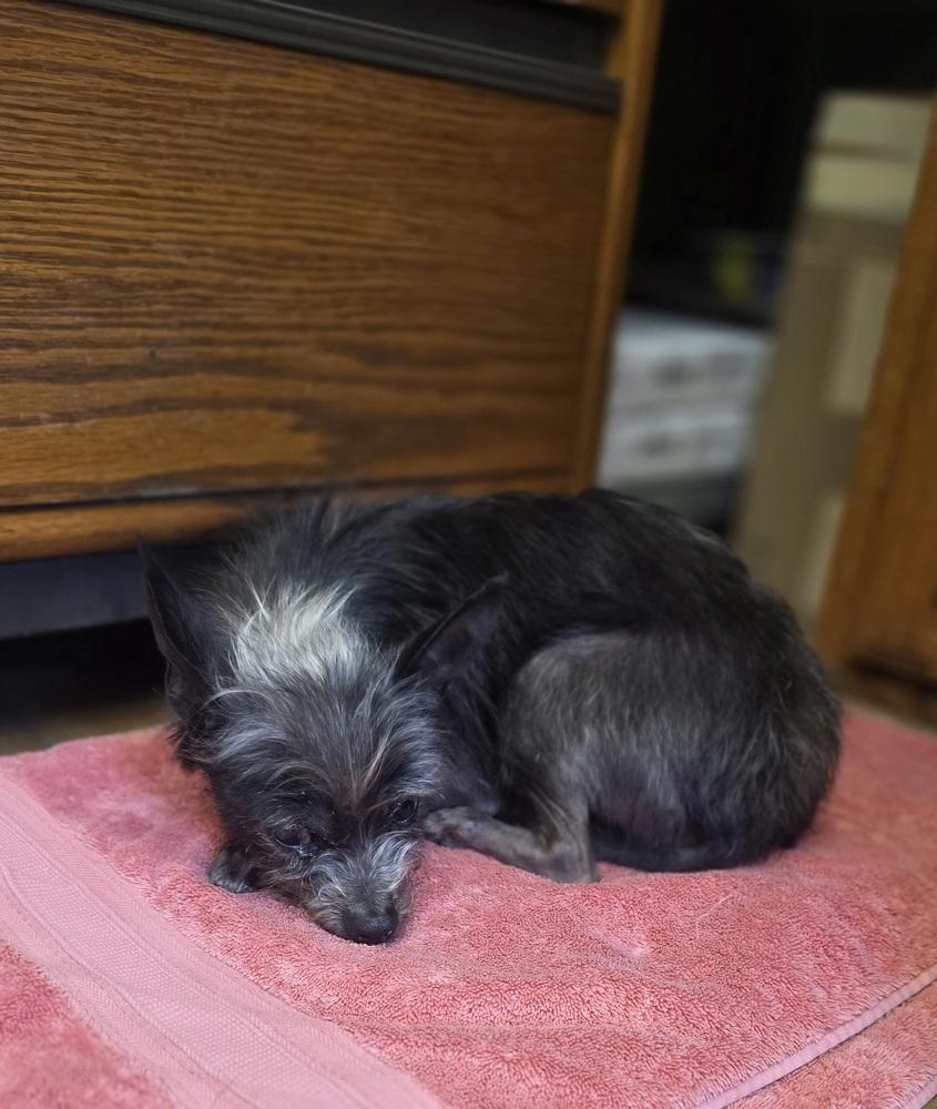 Enlarge Lil Duke, a Adoptable Yorkshire Terrier in Aurora, IN image 4/6