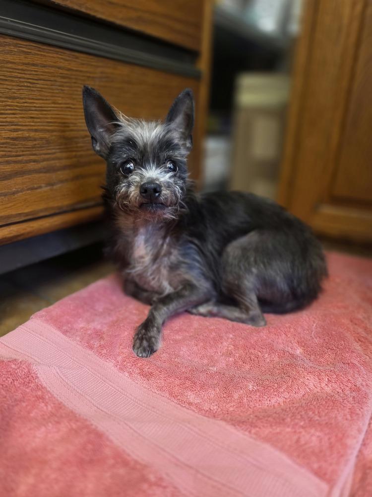 Enlarge Lil Duke, a Adoptable Yorkshire Terrier in Aurora, IN image 5/6