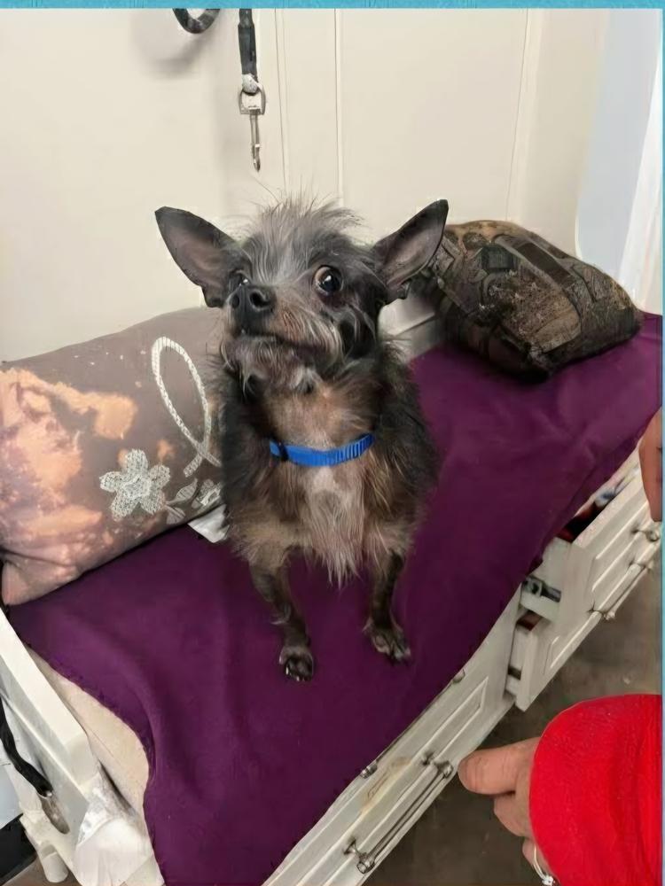 Enlarge Lil Duke, a Adoptable Yorkshire Terrier in Aurora, IN image 6/6
