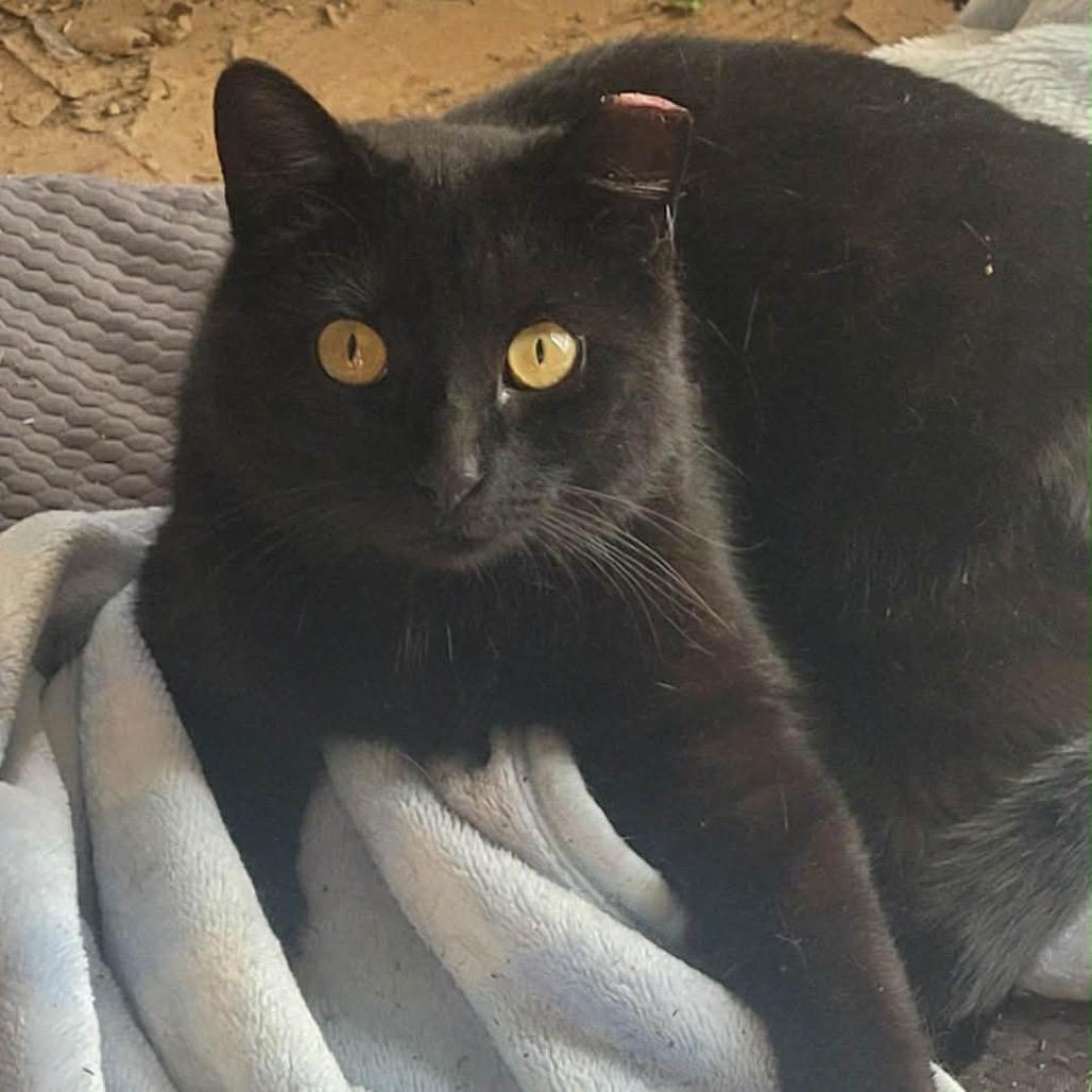 Maisy, a Adoptable Domestic Short Hair in Pasadena , MD image 1/2