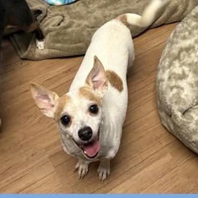 Enlarge Groban, a Adoptable Chihuahua in Lutz, FL image 1/4