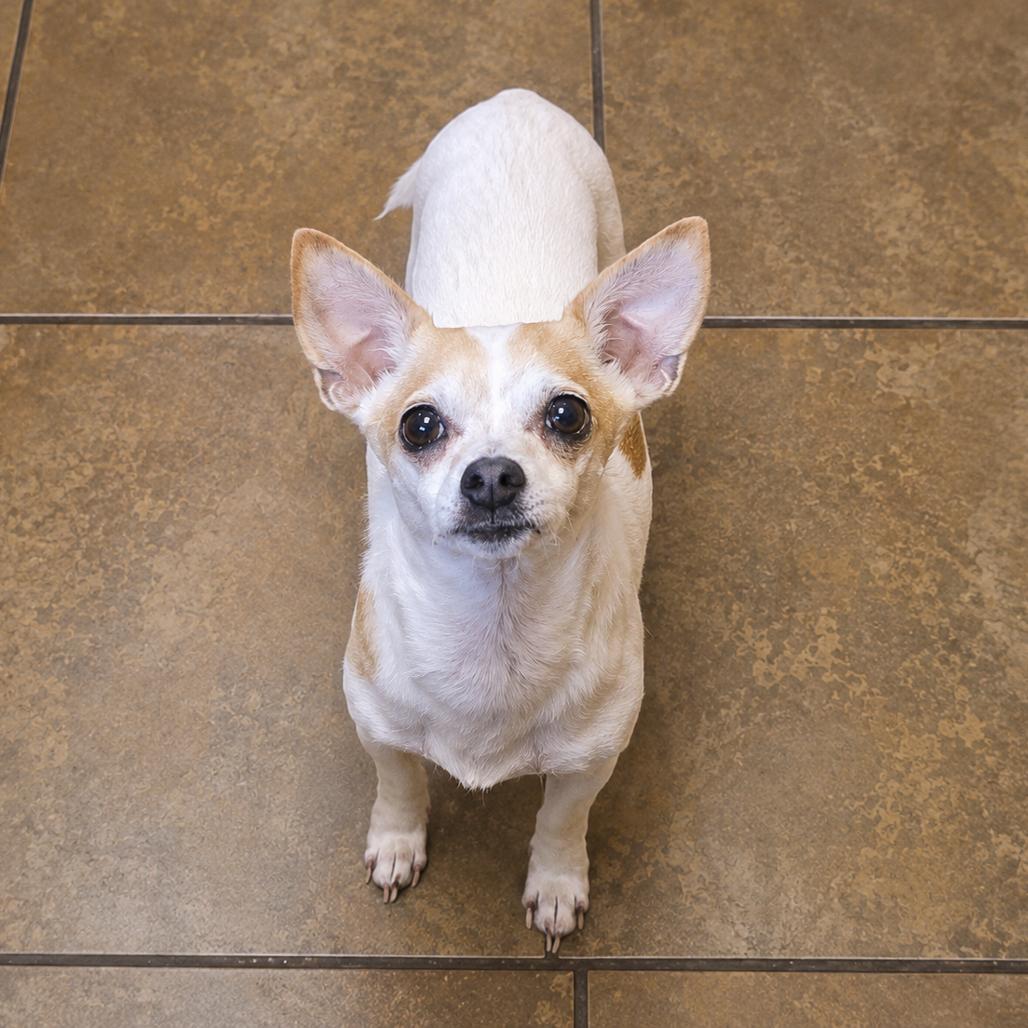 Groban, Adoptable, Senior Male Chihuahua.