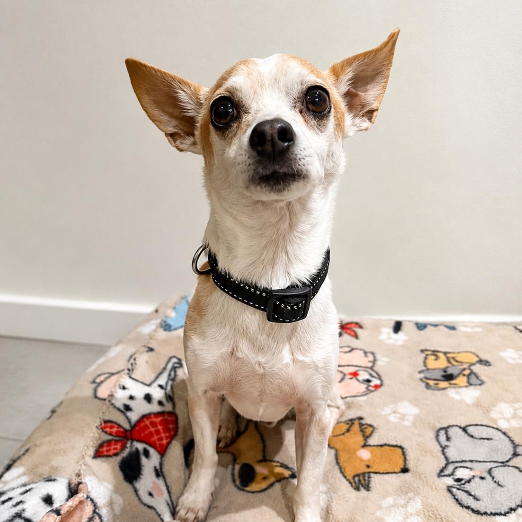 Enlarge Groban, a Adoptable Chihuahua in Lutz, FL image 2/6