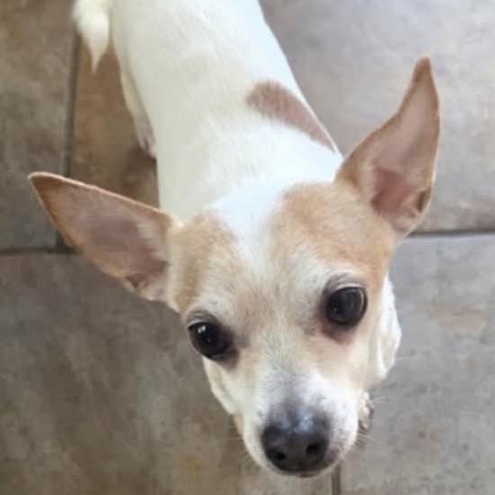 Enlarge Groban, a Adoptable Chihuahua in Lutz, FL image 2/4