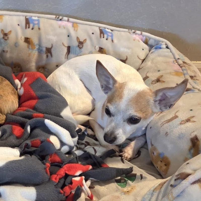 Enlarge Groban, a Adoptable Chihuahua in Lutz, FL image 3/4