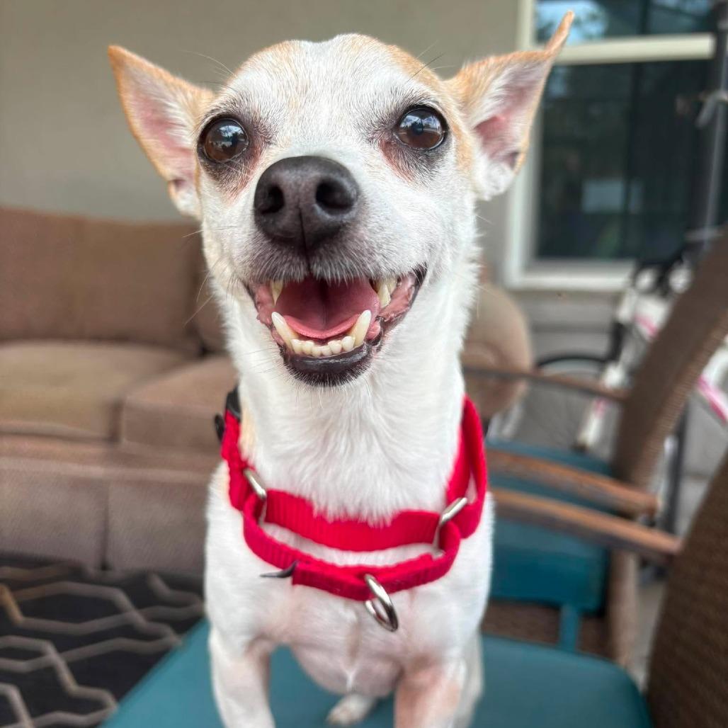 Enlarge Groban, a Adoptable Chihuahua in Lutz, FL image 3/6
