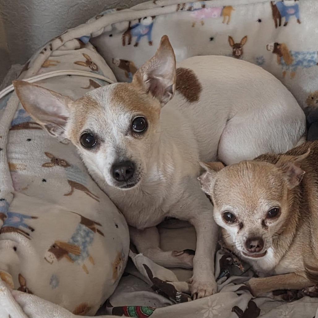 Enlarge Groban, a Adoptable Chihuahua in Lutz, FL image 4/4