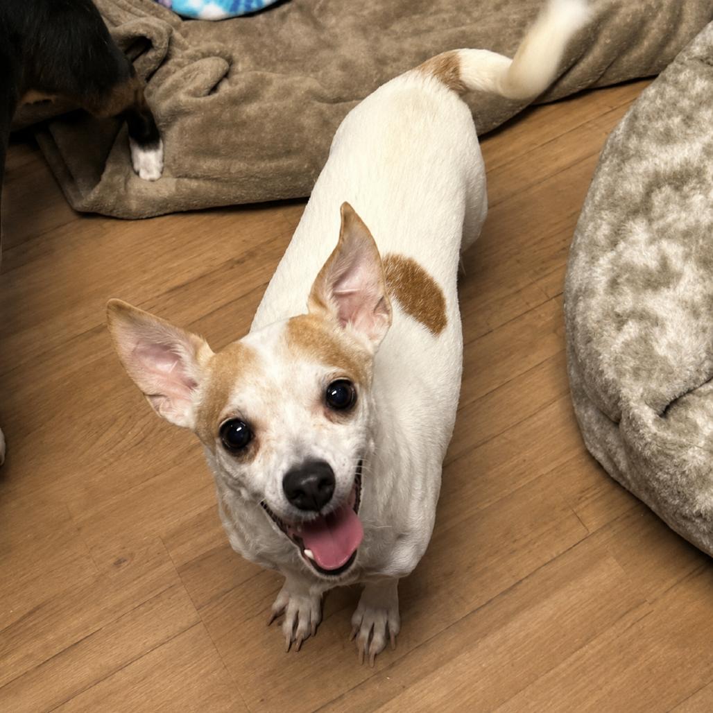Enlarge Groban, a Adoptable Chihuahua in Lutz, FL image 4/6