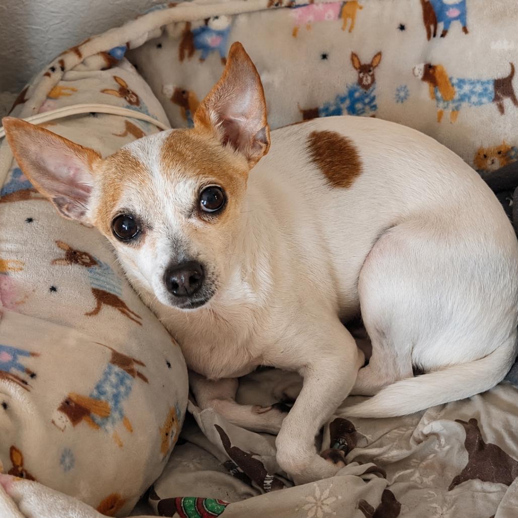 Enlarge Groban, a Adoptable Chihuahua in Lutz, FL image 5/6