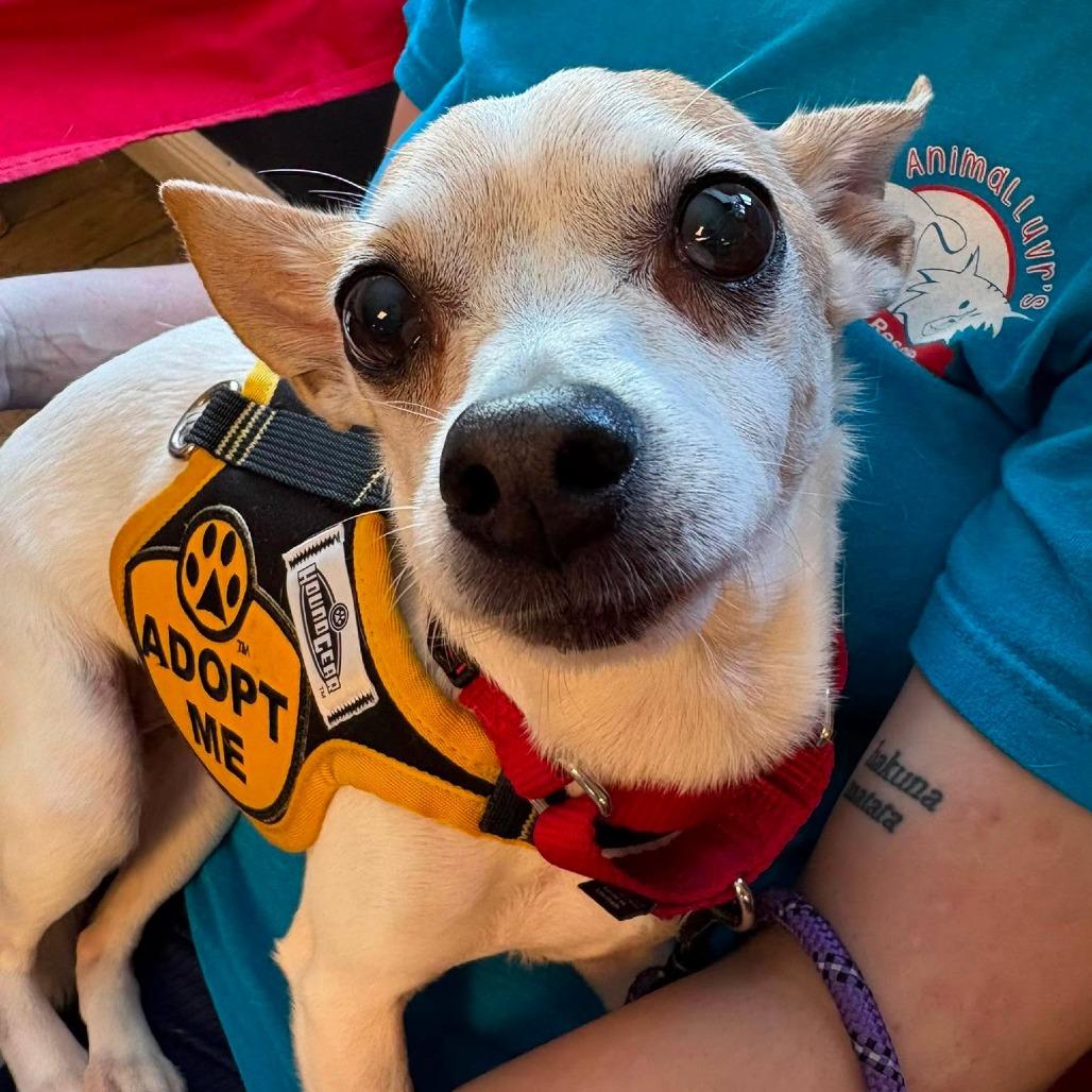 Enlarge Groban, a Adoptable Chihuahua in Lutz, FL image 6/6