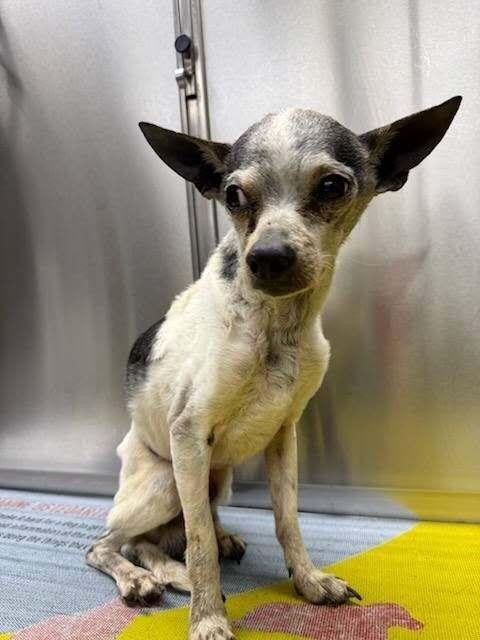 Enlarge Nacho, a Adoptable mixed breed in Waverly, OH image 1/1