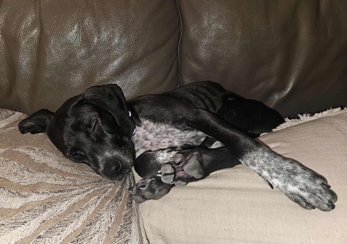 Enlarge Harlow, a Adoptable mixed breed in Bellmore , NY image 5/5