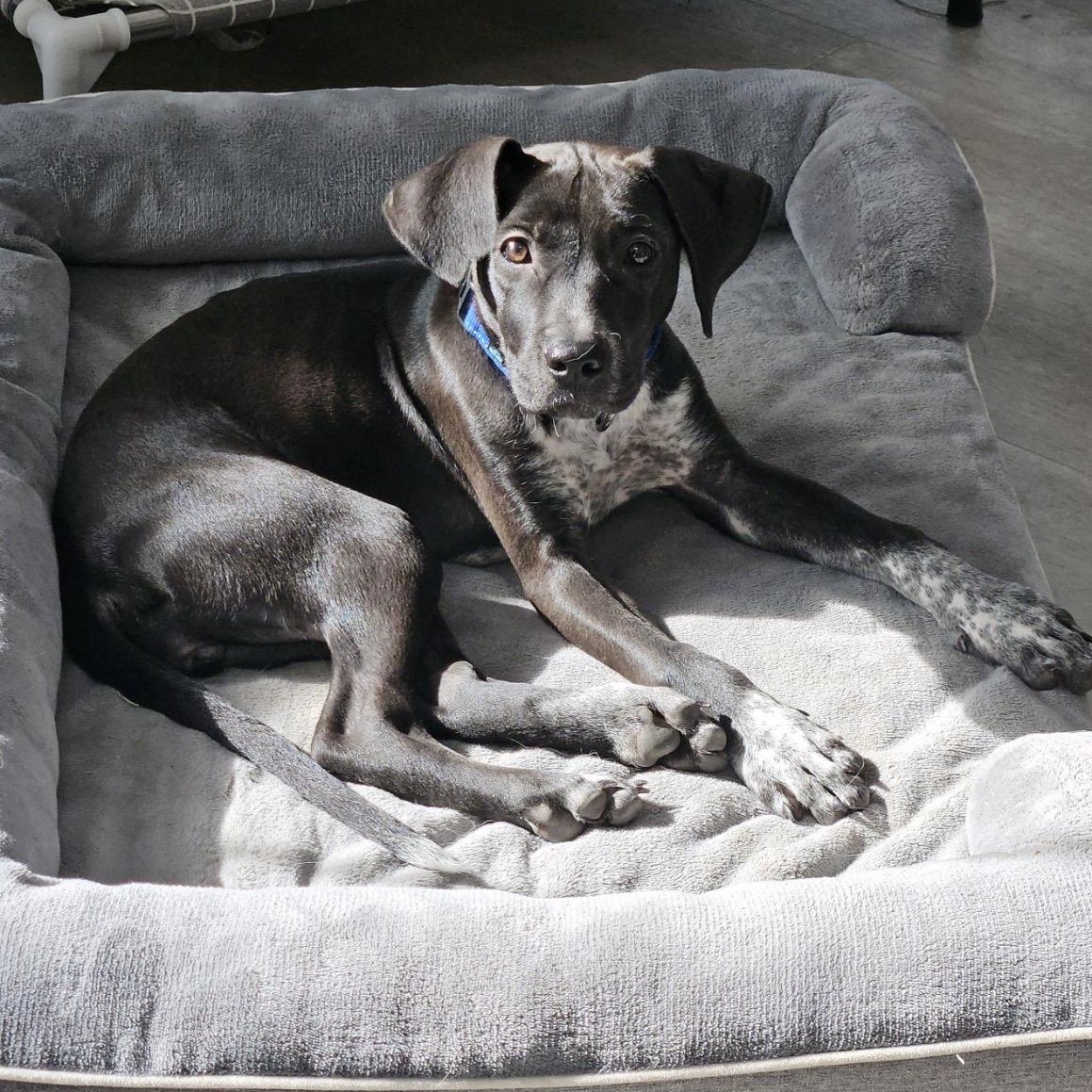 Harlow, Adoptable, Puppy Female Labrador Retriever & Pointer.