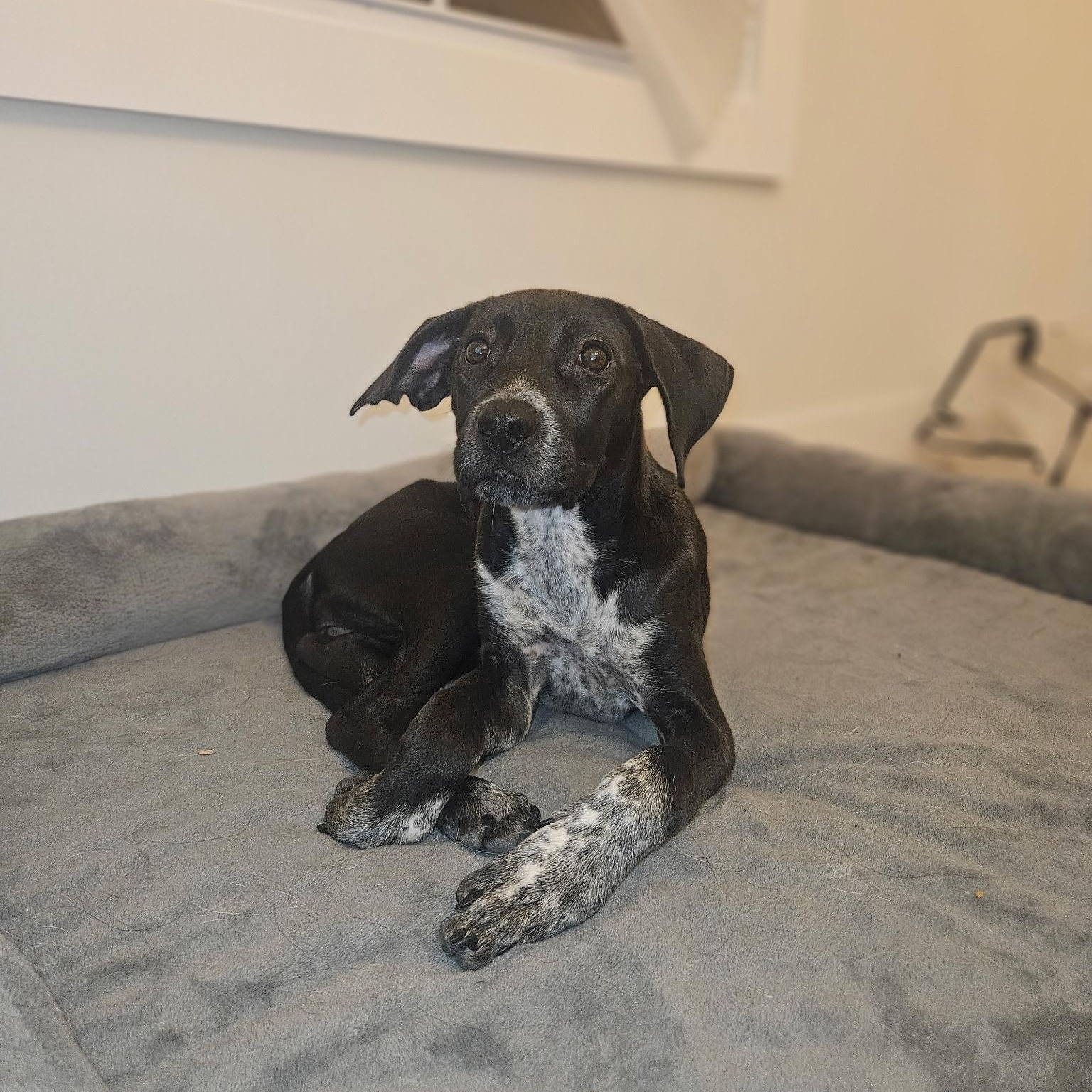 Enlarge Harlow, a Adoptable mixed breed in Bellmore , NY image 3/5