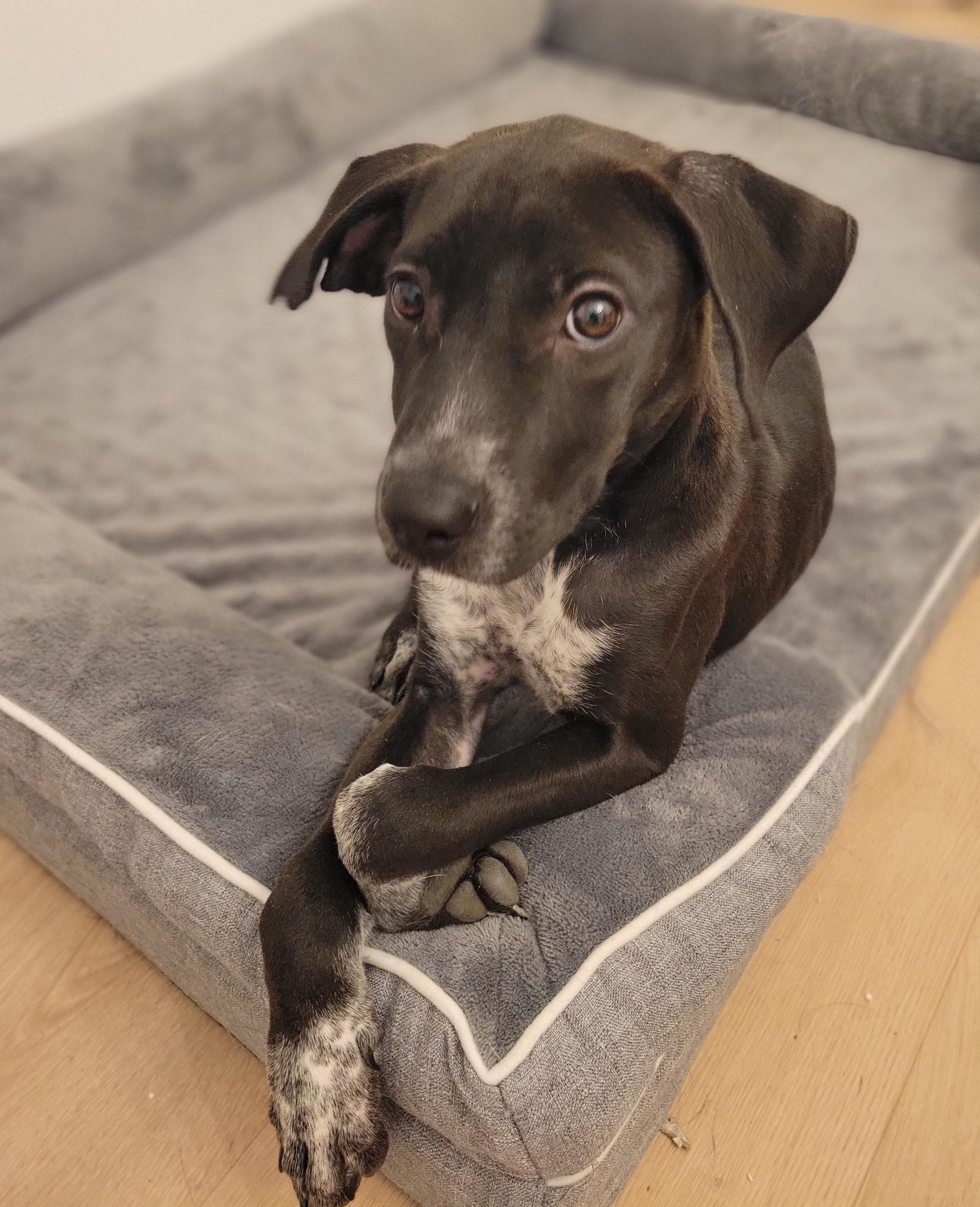 Enlarge Harlow, a Adoptable mixed breed in Bellmore , NY image 4/5