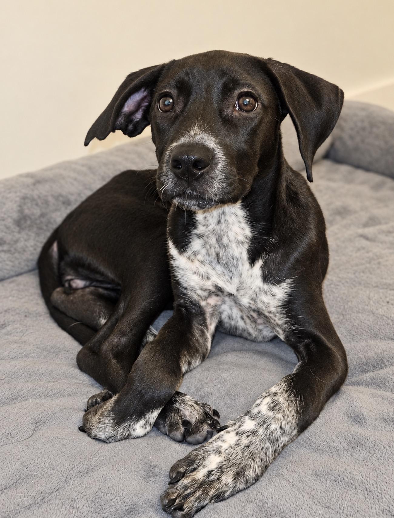 Enlarge Harlow, a Adoptable mixed breed in Bellmore , NY image 2/5