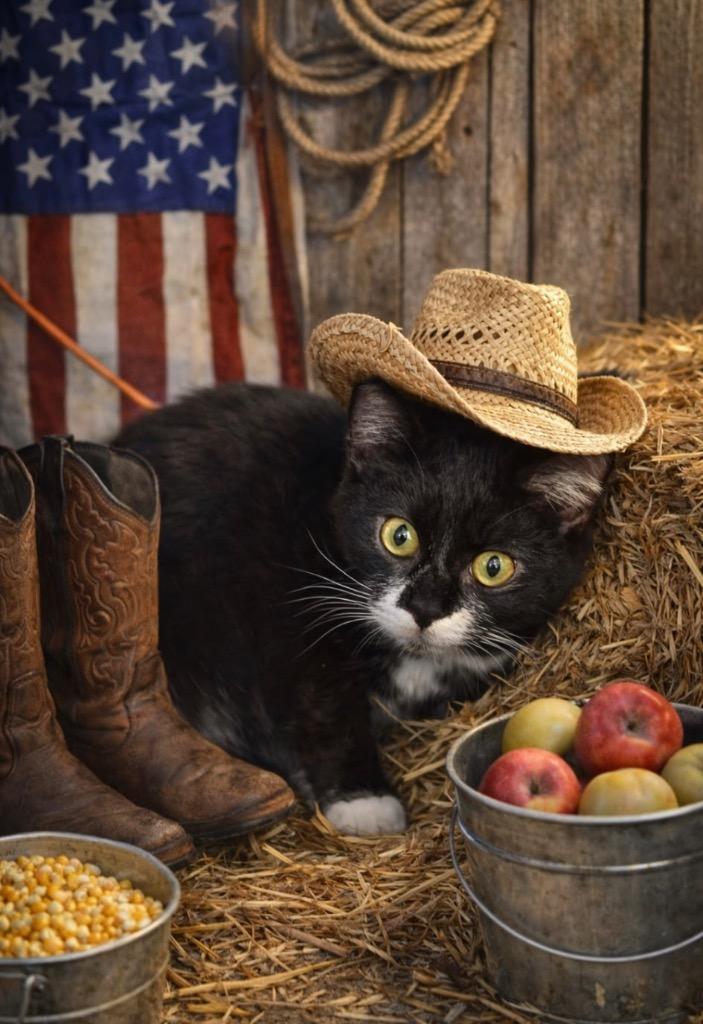 Enlarge Thing 2, a Adopted mixed breed in Wauchula, FL image 1/2