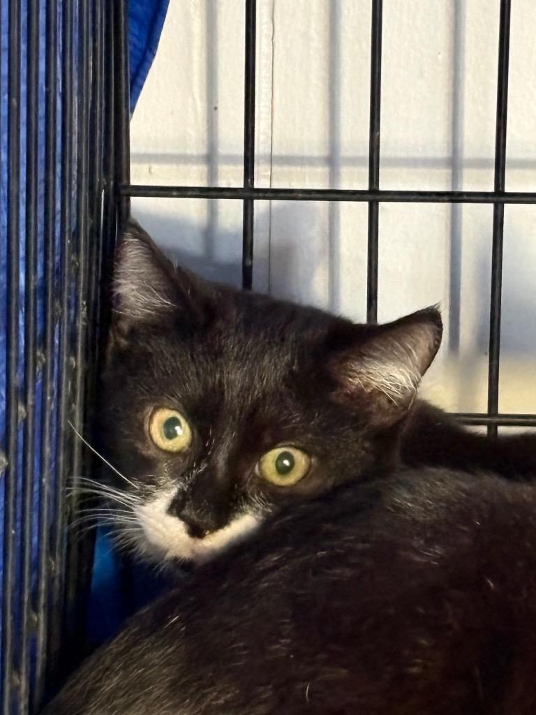 Enlarge Thing 2, a Adopted mixed breed in Wauchula, FL image 2/2