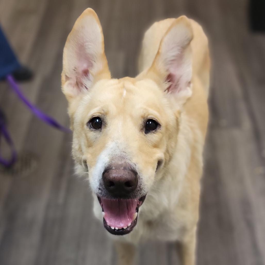 Petunia, Adoptable, Adult Female Mixed Breed.
