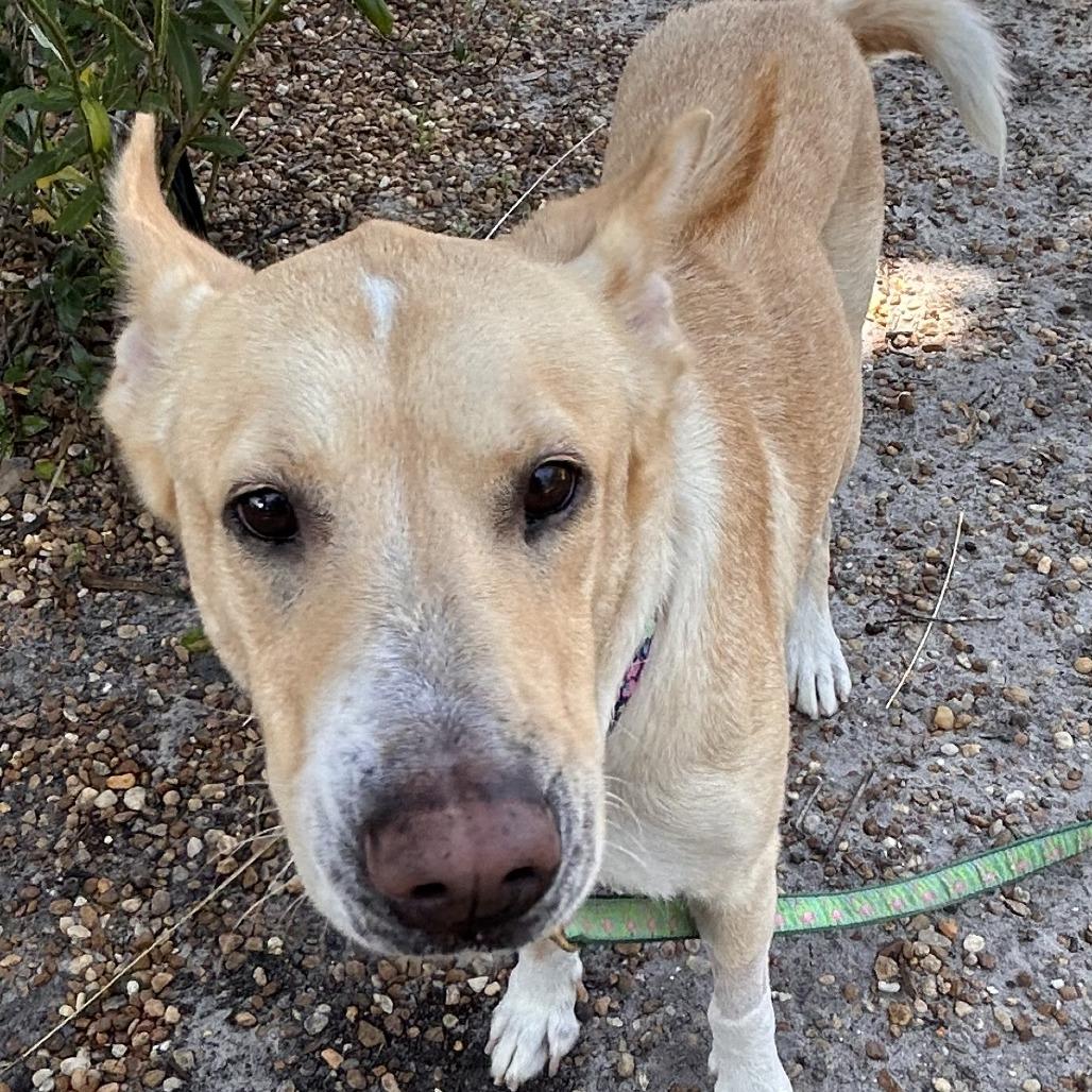 Enlarge Petunia, a Adoptable Mixed Breed in Sarasota, FL image 2/6