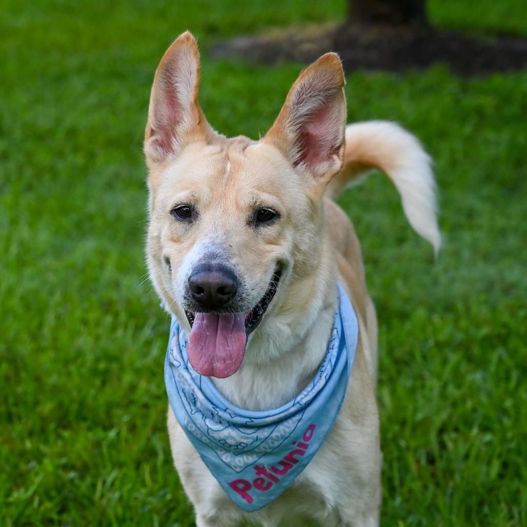 Enlarge Petunia, a Adoptable Mixed Breed in Sarasota, FL image 3/6