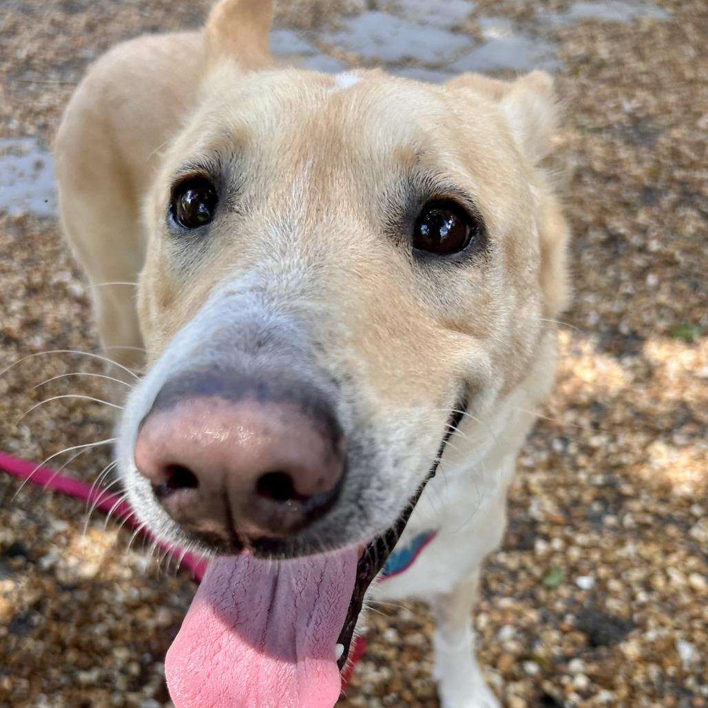 Enlarge Petunia, a Adoptable Mixed Breed in Sarasota, FL image 4/6