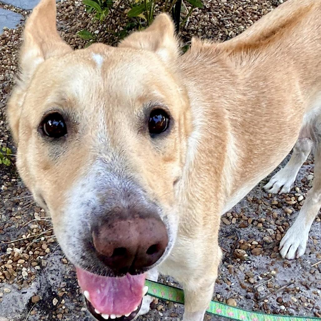 Enlarge Petunia, a Adoptable Mixed Breed in Sarasota, FL image 5/6