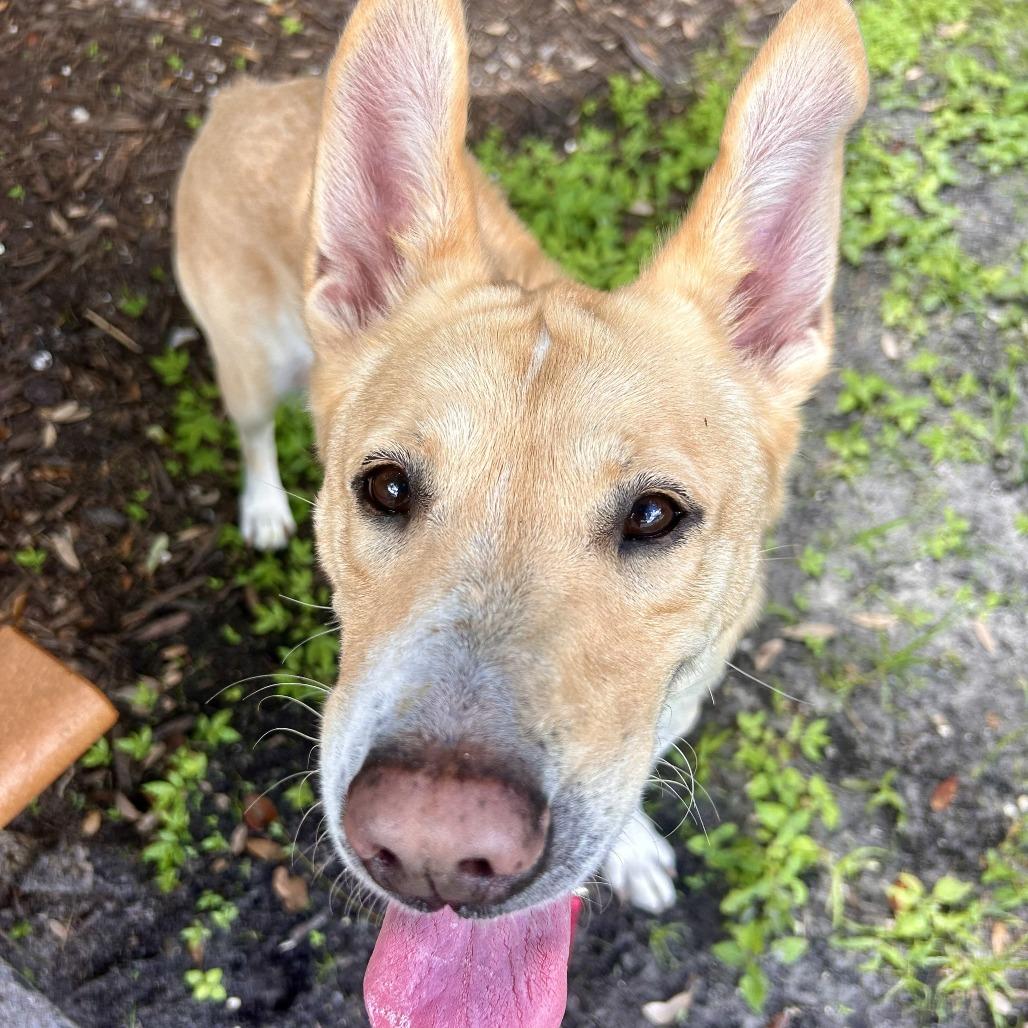 Enlarge Petunia, a Adoptable Mixed Breed in Sarasota, FL image 6/6