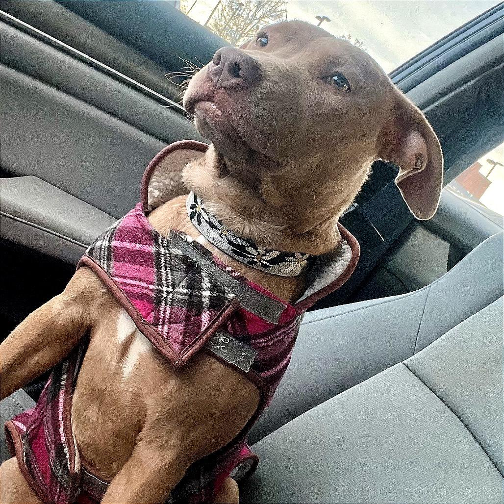 Krissy, Adoptable, Young Female Weimaraner & Mixed Breed.