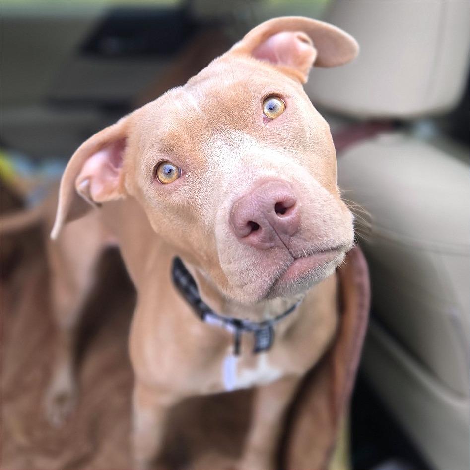 Enlarge Krissy, a Adoptable mixed breed in West Chester, PA image 1/6