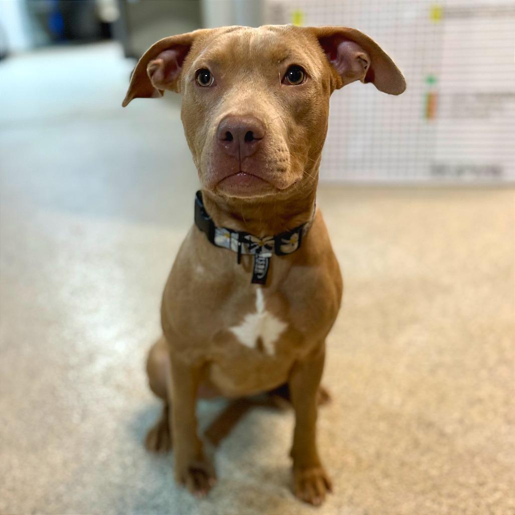 Krissy, Adoptable, Young Female Weimaraner & Mixed Breed.