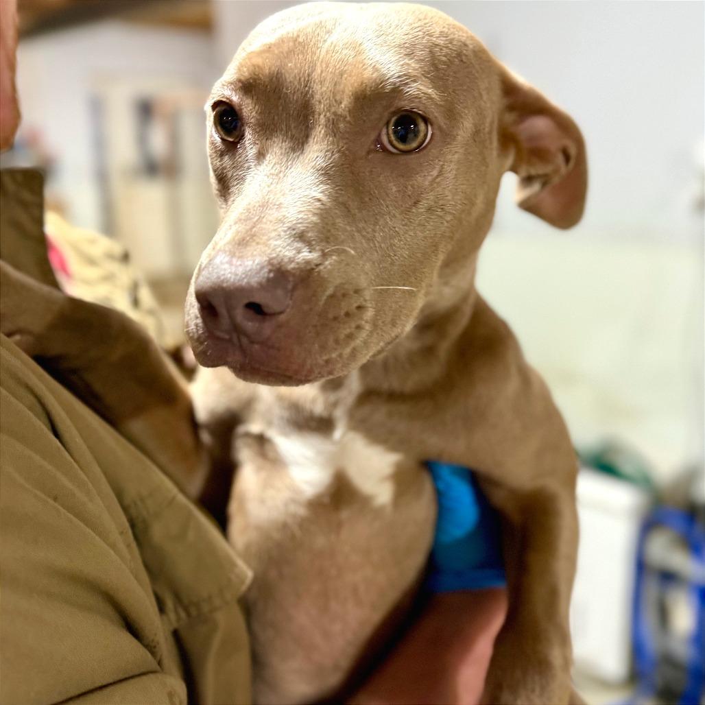 Enlarge Krissy, a Adoptable mixed breed in West Chester, PA image 2/6