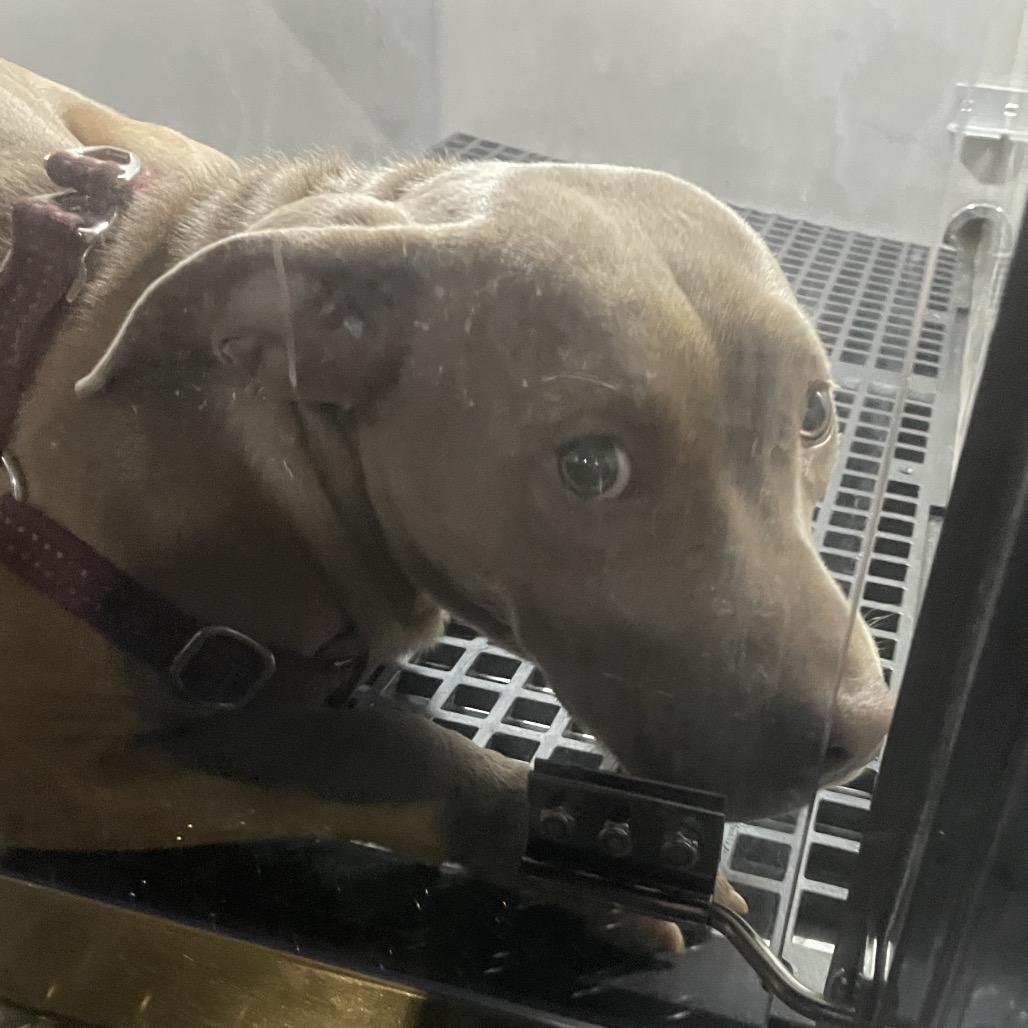 Enlarge Krissy, a Adoptable mixed breed in West Chester, PA image 5/6