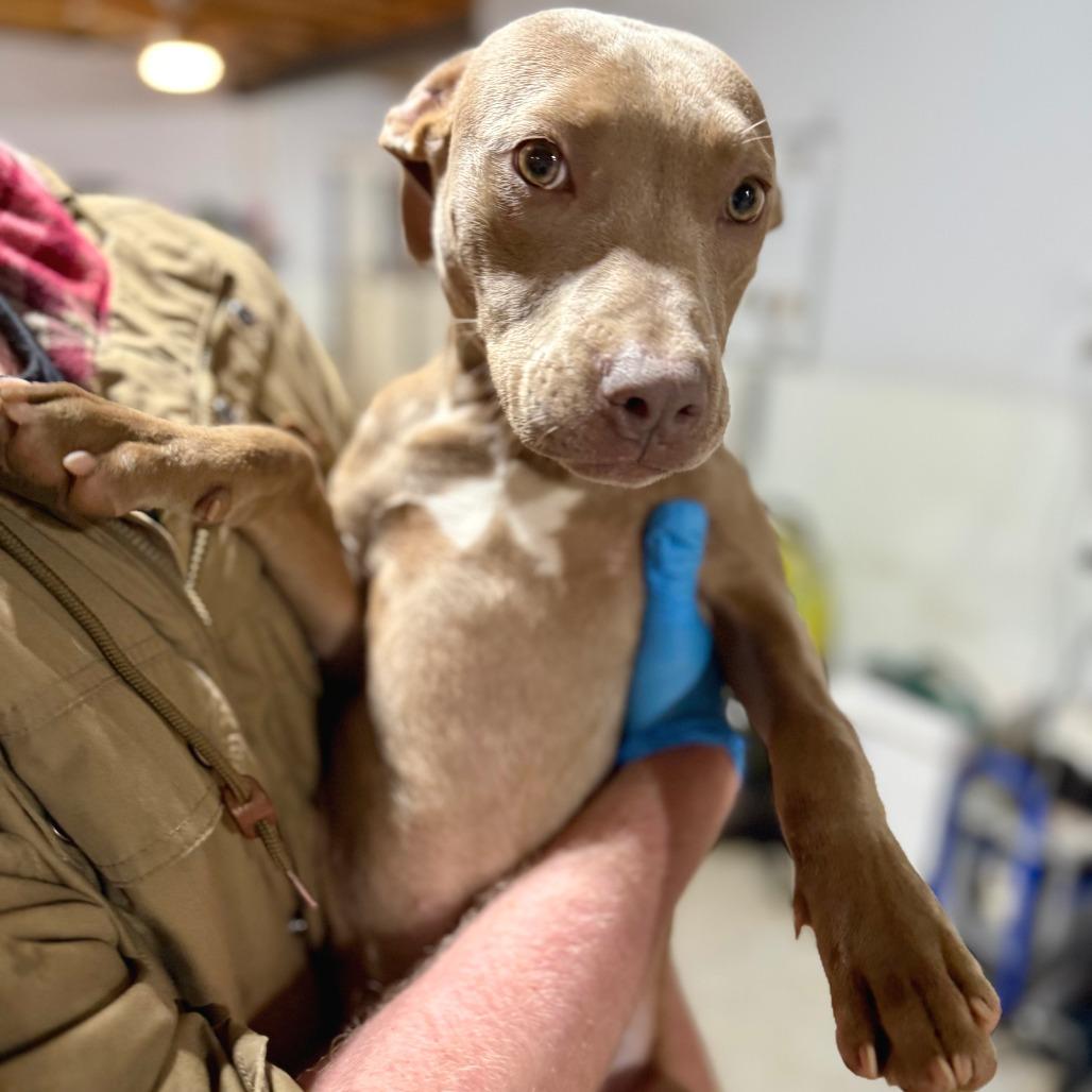 Enlarge Krissy, a Adoptable mixed breed in West Chester, PA image 6/6