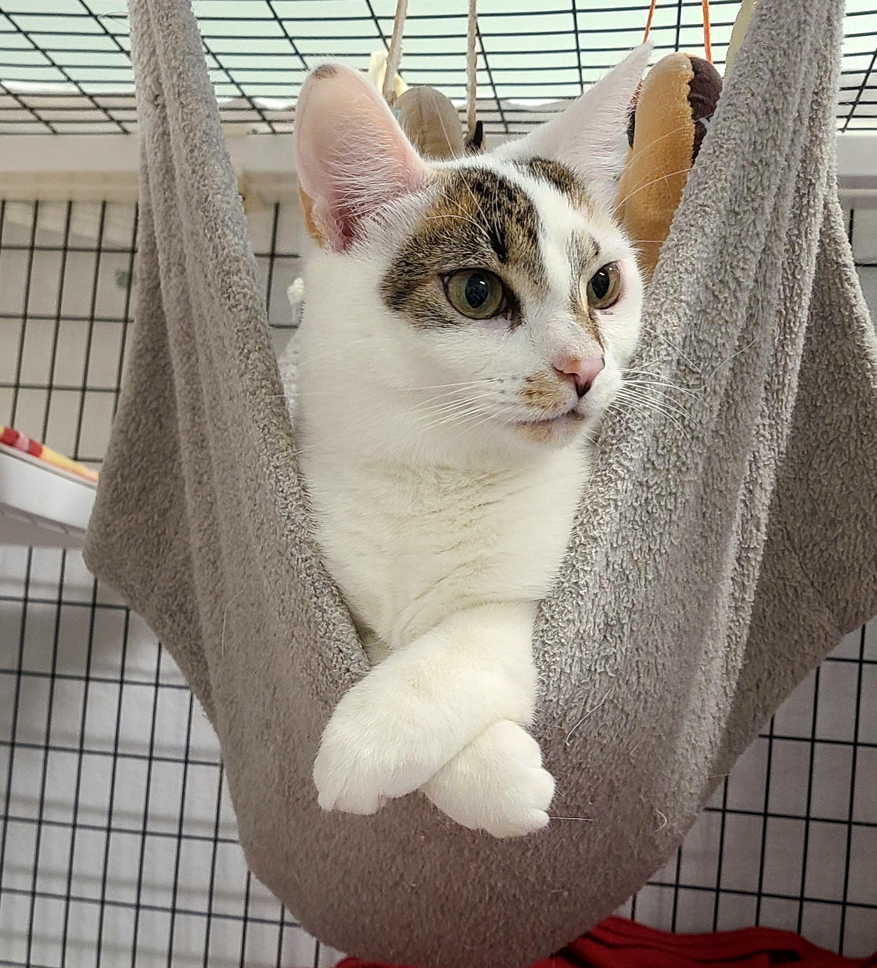 Dahlia & Poppy, a Adoptable Domestic Short Hair in Kirkland, WA image 1/4