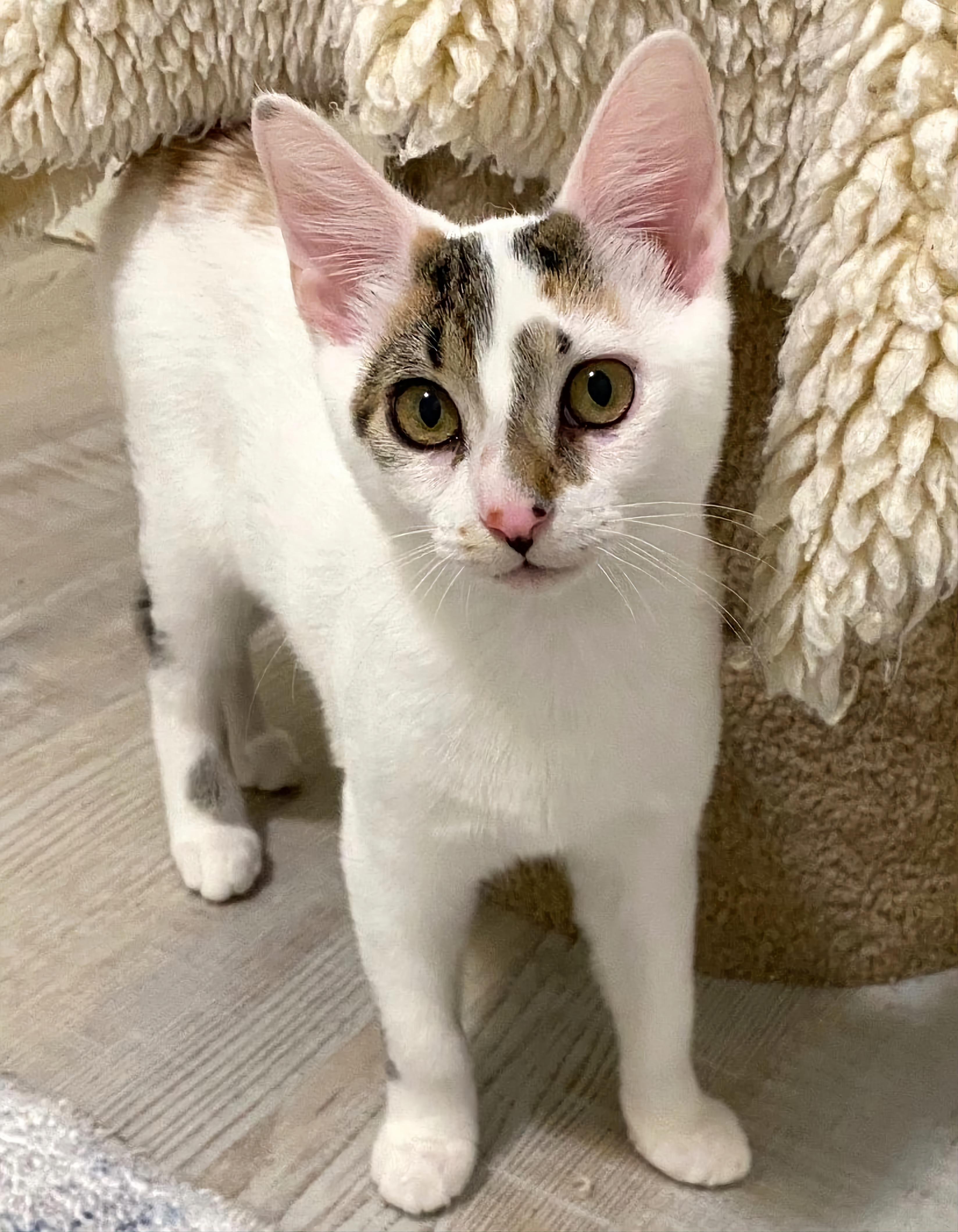 Dahlia & Poppy, a Adoptable Domestic Short Hair in Kirkland, WA image 3/4