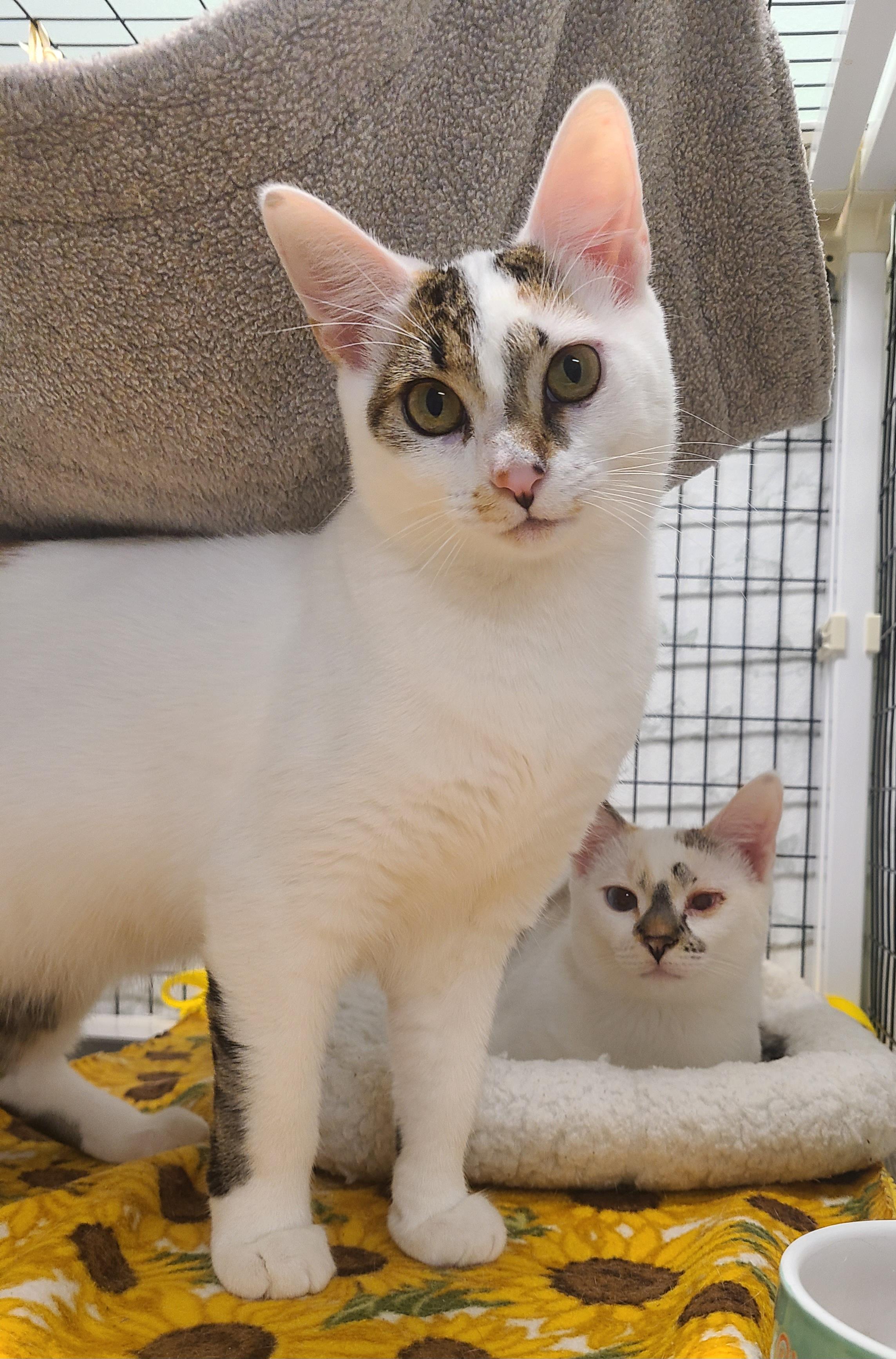 Dahlia & Poppy, Adoptable, Young Female Domestic Short Hair.