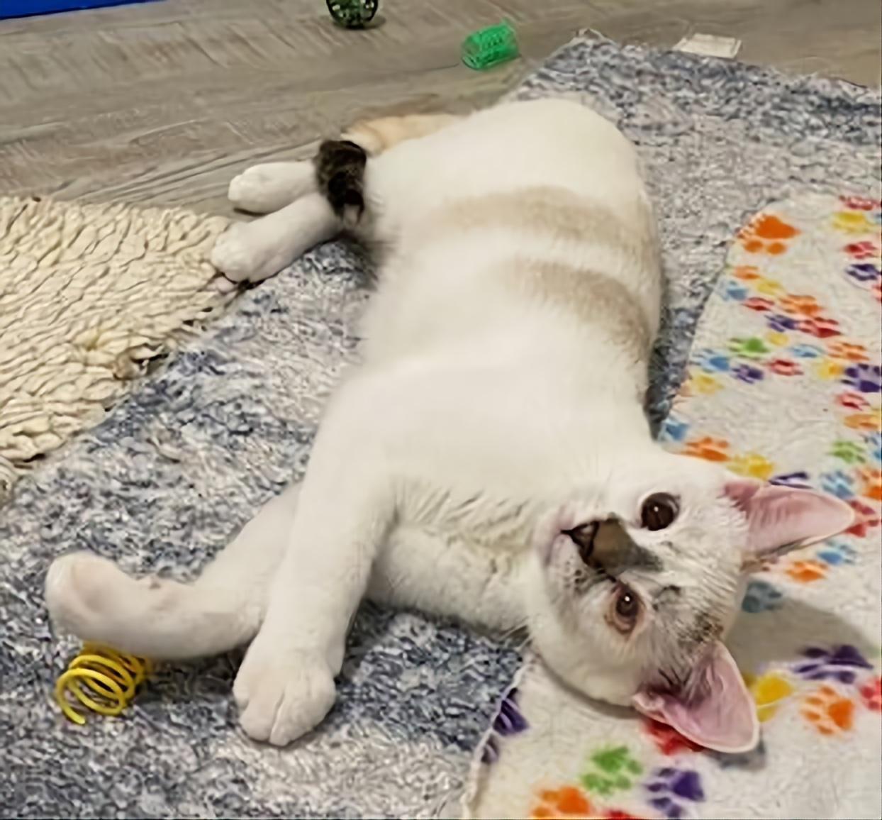 Dahlia & Poppy, a Adoptable Domestic Short Hair in Kirkland, WA image 4/4