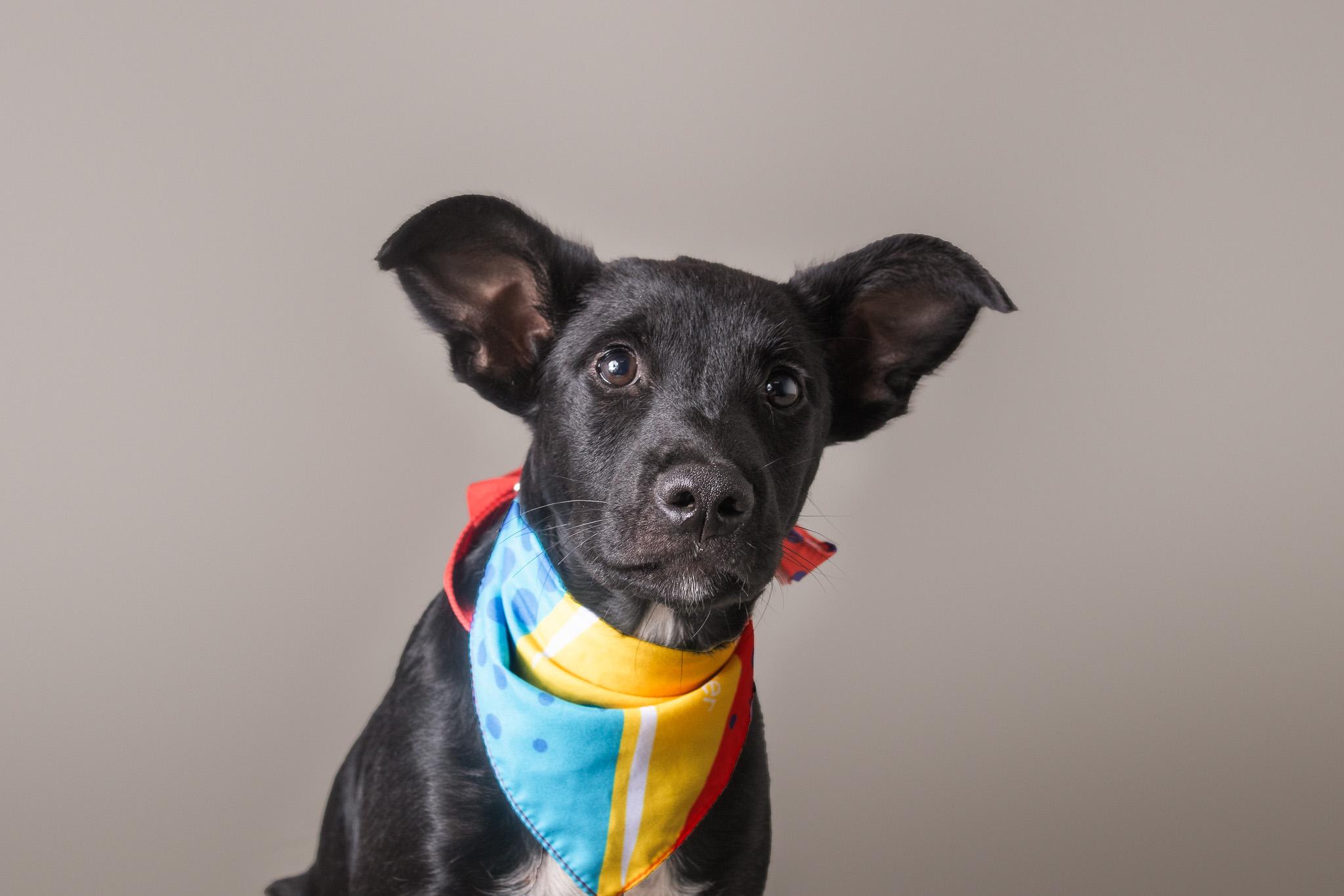 Dooley, ADOPTABLE, Puppy Male Black Labrador Retriever.