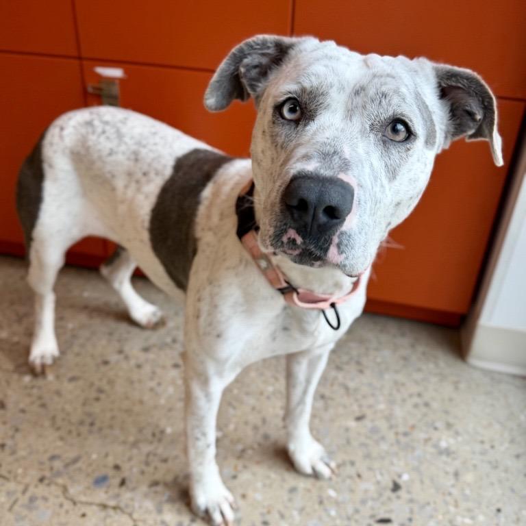 Freckles, Adoptable, Young Female Mixed Breed.