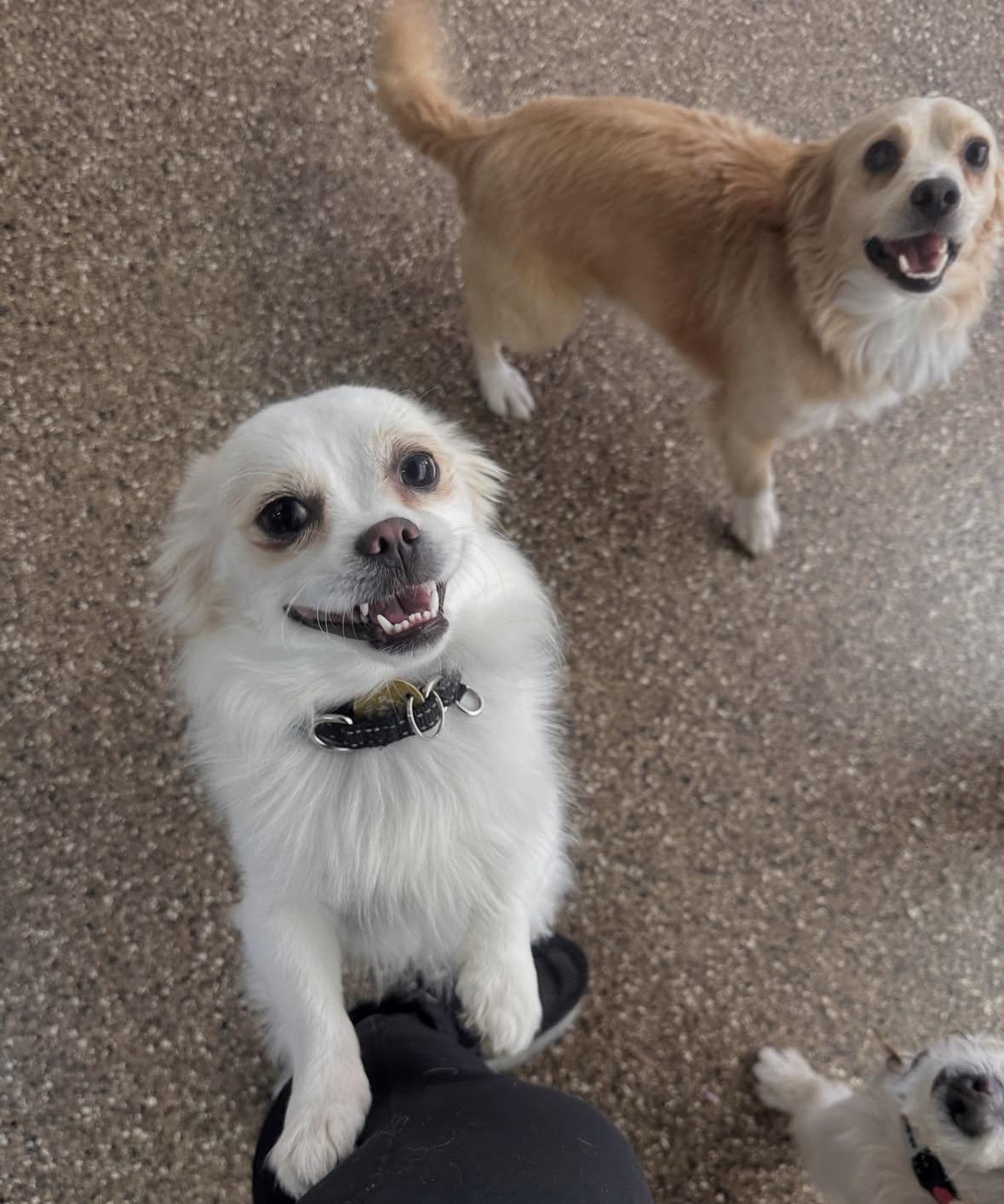 Enlarge Herman, a Adoptable mixed breed in Pasadena, CA image 3/6